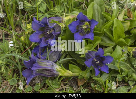 Gentiane acaule ou trompette Gentiane, Gentiana acaulis, en fleurs, Alpes Suisses. Banque D'Images