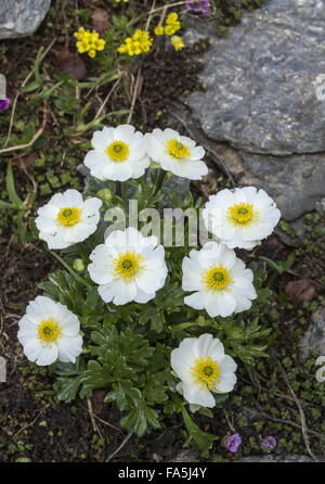 Hutte de Buttercup, Ranunculus alpestris en fleurs à haute altitude, Alpes Suisses. Banque D'Images