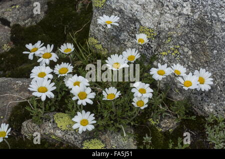 Lune alpin Daisy, Leucanthemopsis alpina, en fleurs on Acid rock, haut dans les Alpes suisses. Banque D'Images