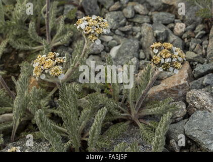 L'achillée millefeuille, Achillea nana nain en fleurs à haute altitude sur le Mont Cervin, l'Italie. Banque D'Images