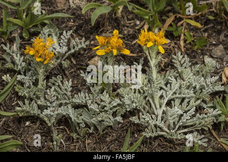 Alpine gris, séneçon Senecio incanus ssp. incanus en fleur, Alpes italiennes. Banque D'Images