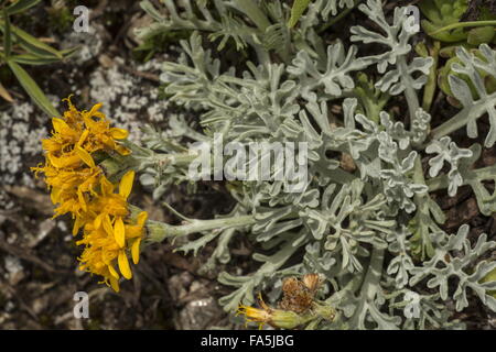 Alpine gris, séneçon Senecio incanus ssp. incanus en fleur, Alpes italiennes. Banque D'Images