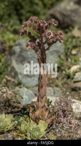 Chambre-poireau, Sempervivum tectorum, en fleurs ; Alpes italiennes. Banque D'Images