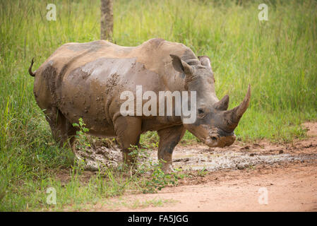 Rhinocéros blanc en prenant un bain de boue (Ceratotherium simum), Ouganda, Rhino Sanctuary Ziwa, basé à Banque D'Images