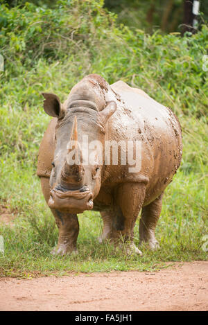 Le rhinocéros blanc (Ceratotherium simum), Ouganda, Rhino Sanctuary Ziwa, basé à Banque D'Images