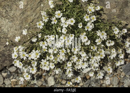 Une montagne sous forme de matière stellaire, Cerastium arvense ssp strictum, Alpes italiennes. Banque D'Images