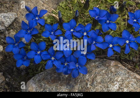 Printemps Gentiane, Gentiana verna en fleurs en gazon alpin. Banque D'Images