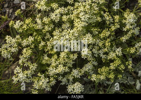 Le gaillet, le Galium megalospermum suisse, en fleurs sur le gravier, Alpes Françaises. Banque D'Images