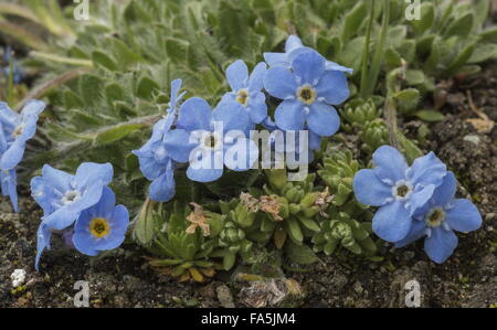 Le roi des Alpes, Eritrichium nanum en fleurs à haute altitude on Acid rock dans les Alpes italiennes. Banque D'Images
