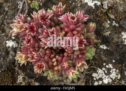 Stonecrop Sedum atratum sombre, en fleurs à haute altitude dans les Alpes italiennes, l'Italie. Banque D'Images