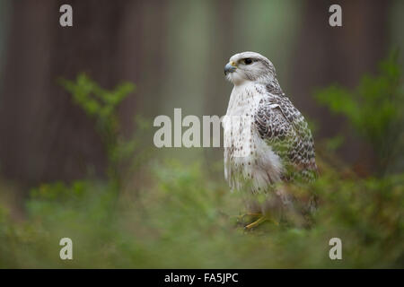 Le faucon gerfaut / Gerfalks ( Falco rusticolus ) est assis sur le sol dans les sous-bois d'une forêt boréale (captive). Banque D'Images