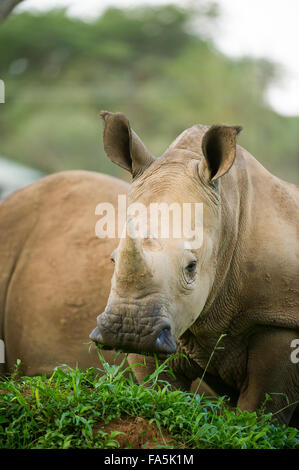 Rhinocéros blanc (Ceratotherium simum) veau, Ziwa, basé à Rhino Sanctuary, en Ouganda Banque D'Images