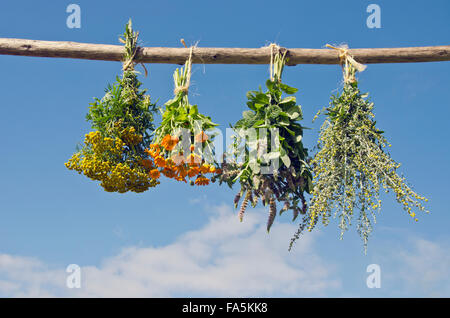 Diverses herbes médicales pendus à sécher sur un bâtonnet de bois à l'extérieur par beau temps nuageux Banque D'Images