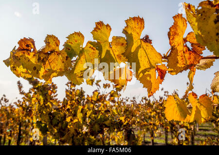 Vignes en automne à Ram's Gate Winery and Vineyards, Sonoma, California, USA Banque D'Images