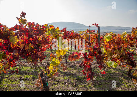 Vignes en automne à Ram's Gate Winery and Vineyards, Sonoma, California, USA Banque D'Images