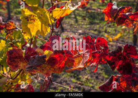 Vignes en automne à Ram's Gate Winery and Vineyards, Sonoma, California, USA Banque D'Images