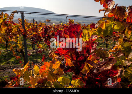 Vignes en automne à Ram's Gate Winery and Vineyards, Sonoma, California, USA Banque D'Images