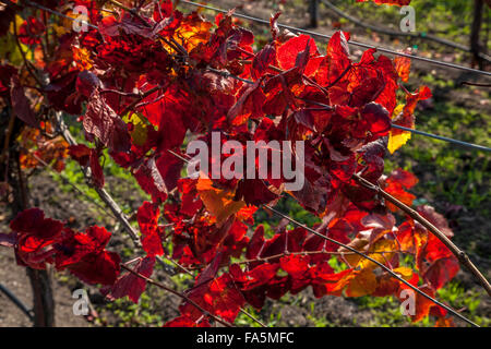 Vignes en automne à Ram's Gate Winery and Vineyards, Sonoma, California, USA Banque D'Images