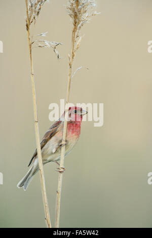 Common rosefinch mâle ( Carpodacus erythrinus ) en robe de reproduction perché sur la tige de roseau, nice clean couleur arrière-plan. Banque D'Images