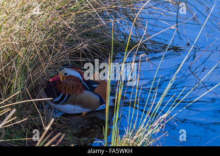 Canard branchu mâle Canard Caroline ou (Aix sponsa), Richmond Park, Richmond, Londres, Angleterre, Royaume-Uni Banque D'Images