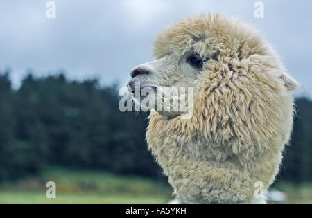 Alpaga Banque D'Images