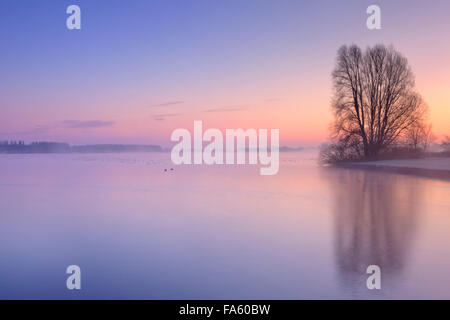 Un arbre sur le bord d'un lac, ce qui se reflète dans l'eau. Photographié par un froid matin d'hiver au lever du soleil dans les Pays-Bas. Banque D'Images