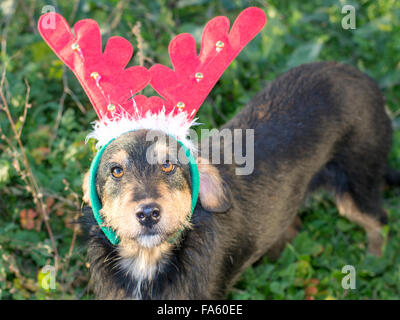 Mélange mignon chien race avec cornes de renne debout dans l'herbe Banque D'Images