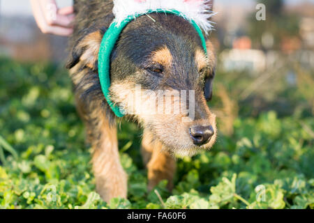 Mélange mignon chien race close up portait en marchant dans l'herbe Banque D'Images