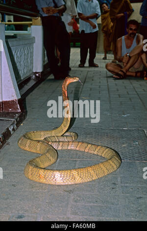 Cobra royal (Ophiophagus hannah) à Ferme aux serpents de l'Institut Pasteur, Bangkok, Thaïlande Banque D'Images