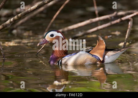 Canard Mandarin, homme, Mandarinente Mandarinenente Mandarinen-Ente,,, Männchen, Erpel, Aix galericulata, Dendronessa galericulata Banque D'Images