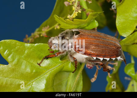 Maybeetle, peut-beetle, common cockchafer, maybug, Maikäfer, Feld-Maikäfer Mai-Käfer Feldmaikäfer,,, Melolontha melolontha Banque D'Images