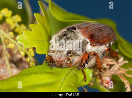 Maybeetle, peut-beetle, common cockchafer, maybug, Maikäfer, Feld-Maikäfer Mai-Käfer Feldmaikäfer,,, Melolontha melolontha Banque D'Images