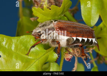 Maybeetle, peut-beetle, common cockchafer, maybug, Maikäfer, Feld-Maikäfer Mai-Käfer Feldmaikäfer,,, Melolontha melolontha Banque D'Images
