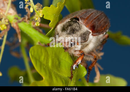 Maybeetle, peut-beetle, common cockchafer, maybug, Maikäfer, Feld-Maikäfer Mai-Käfer Feldmaikäfer,,, Melolontha melolontha Banque D'Images