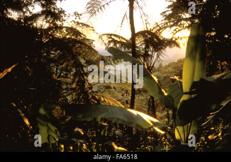 Les bananiers et palmiers près de Sungai Palas Tea Estate Cameron Highlands Malaisie l'État de Perak, Malaisie Asie Asie du sud-est. Arbres Banque D'Images