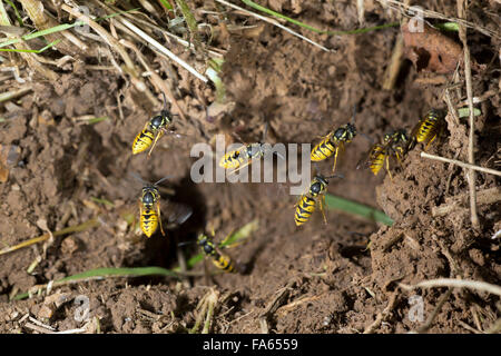 Les Guêpes Vespula Vulgaris commun à l'entrée du nid de vol Banque D'Images