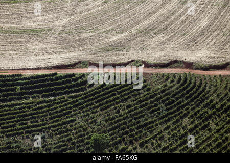 Vue aérienne de la campagne avec une plantation de café Banque D'Images