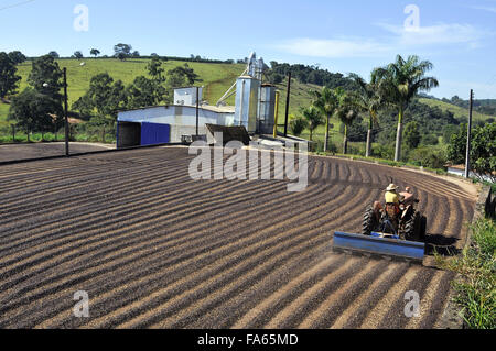 Agriculteur avec tracteur road adatado à rouler dans la cour des grains café dans la campagne Banque D'Images
