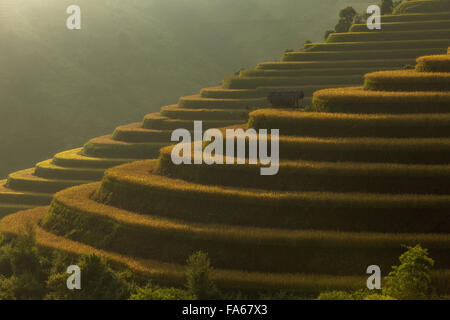 Terrasses de riz, le Vietnam Banque D'Images