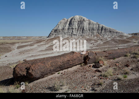 Petrified Forest National Park, Long Sciage Trail, pétrifié de sciage à partir de la fin du Trias, il y a 225 millions d'années Banque D'Images