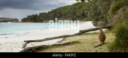 Le wallaby sitting on beach, Jervis Bay, New South Wales, Australia Banque D'Images