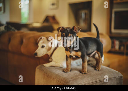 Deux chiens Jack Russell à la maison Banque D'Images