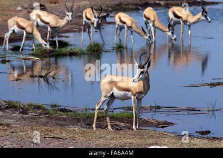 Le Springbok (Antidorcas marsupialis) - Point d'Koinachas dans Etosha National Park - Namibie, Afrique Banque D'Images