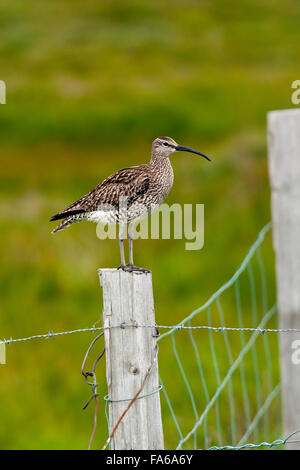 Courlis corlieu (Numenius phaeopus) - Borgarfjorour, est de l'Islande Banque D'Images