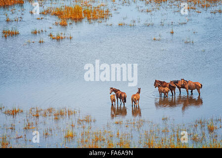 Chevaux sauvages dans un champ humide, Broome, Australie Banque D'Images