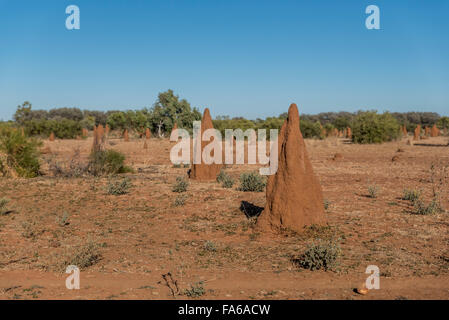 La cathédrale de termites mounds dans l'outback australien Banque D'Images