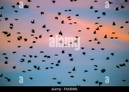 Une Flock de Grackles volant au coucher du soleil, San Antonio, Texas, États-Unis Banque D'Images