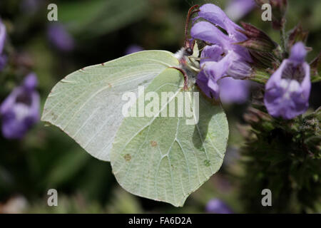 Gonepteryx cleopatra (également appelé ou Cleopatra Cleopatra butterfly) Banque D'Images