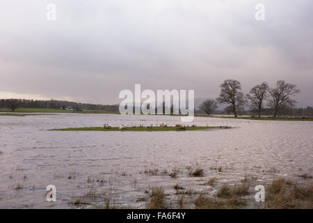 Stirling, Scotland, UK - 22 décembre 2015 : Météo France. Les moutons échoués sur une île entourée de champs inondés dans le champ Afficher Drymen, où l'assemblée annuelle de la Société agricole de Stirling Stirling se tiendra. Credit : kayrtravel/Alamy Live News Banque D'Images