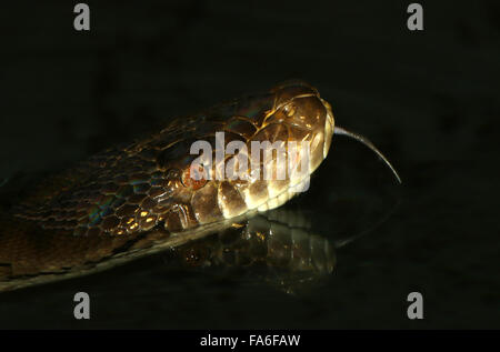 Python réticulé asiatique (Broghammerus reticulatus, Python reticulatus) gros plan de la tête et la langue fourchue, tandis que la natation Banque D'Images